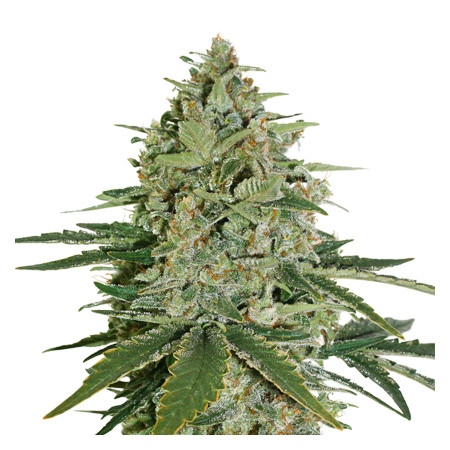 Super Skunk fem â  - 1